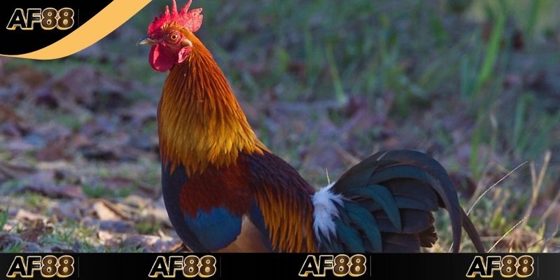 Khái niệm cần nắm về luật đá gà miền Nam là gì?