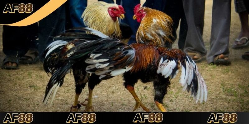 Khái niệm cơ bản cần nắm về cách pha chế thuốc gà đá