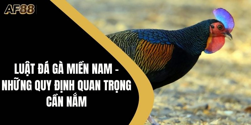 Luật đá gà miền nam