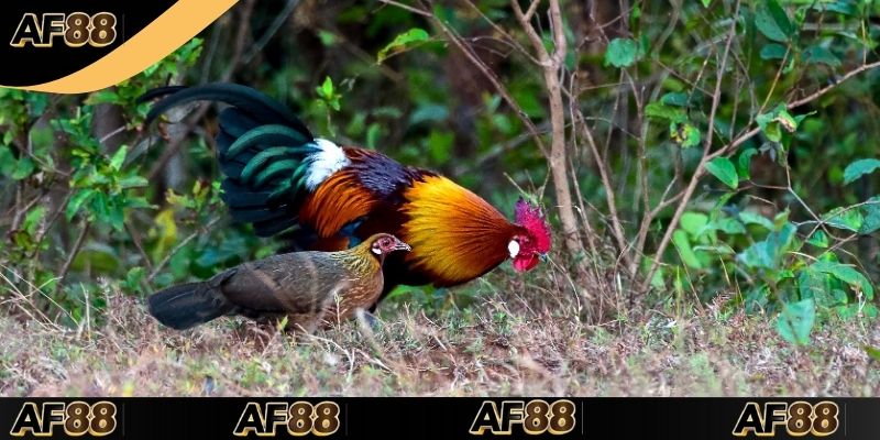 Những điều cần nắm trong luật đá gà miền Nam