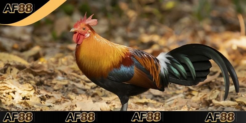 Tầm quan trọng của Luật đá gà miền Nam khi tham tại AF88